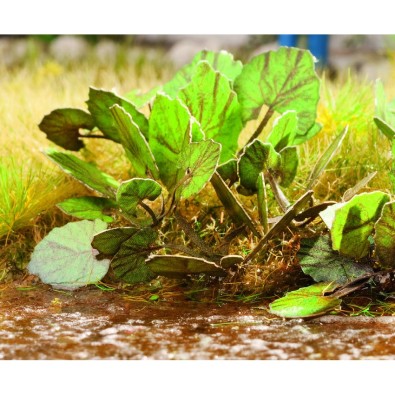 Laser-Cut minis Butterbur 18 plants