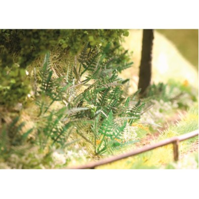 Fern, 9 plants