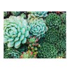 Succulent Garden - Παζλ Δύο Όψεων - 500pc