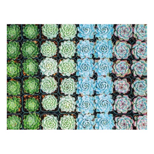 Succulent Garden - Παζλ Δύο Όψεων - 500pc