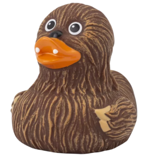 Whooping Duck